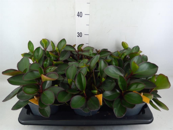 <h4>Peperomia clusiifolia 'Red Margin'</h4>