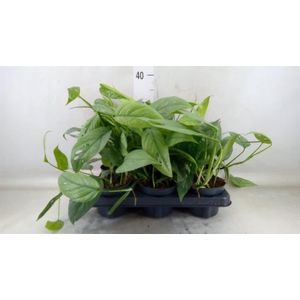 Epipremnum pinn. 'Cebu Blue'