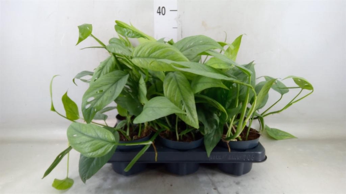 <h4>Epipremnum pinn. 'Cebu Blue'</h4>