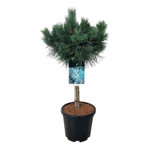 Pinus sylv. 'Watereri'