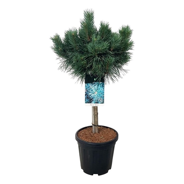 <h4>Pinus sylv. 'Watereri'</h4>