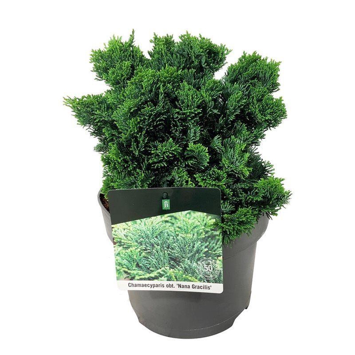 <h4>Chamaecyparis o. 'Nana Gracilis'</h4>
