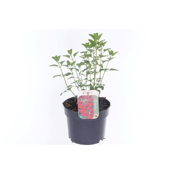 <h4>Salvia greggii Royal Bumble</h4>