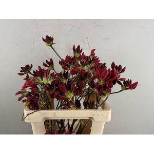 Rhodo. Rood