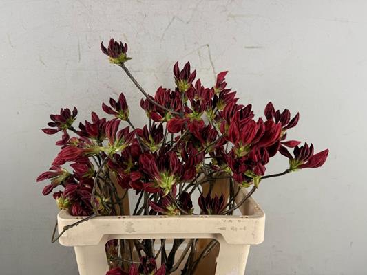 <h4>Rhodo. Rood</h4>