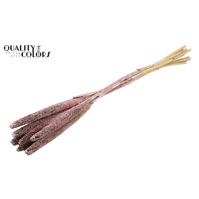<h4>Babala on natural stem Champagne + Glitter</h4>