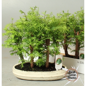 BONSAI OV