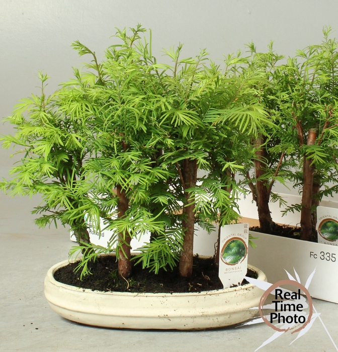<h4>BONSAI OV</h4>