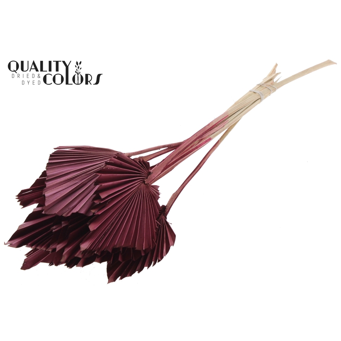<h4>Palm Spear per stem Burgundy</h4>