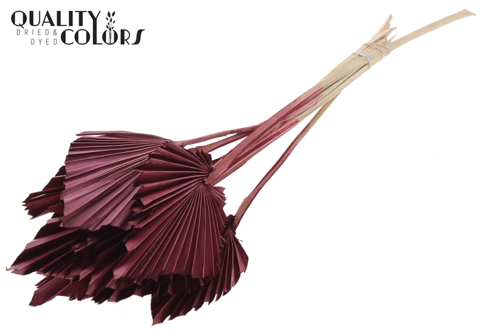 Palm Spear per stem Burgundy
