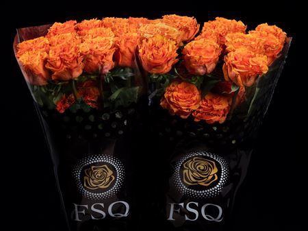 <h4>R Gr Wild City</h4>