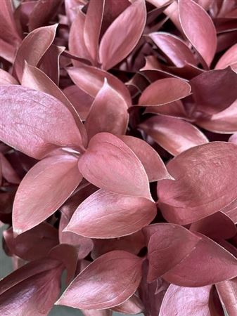 Ruscus Metallic Pink