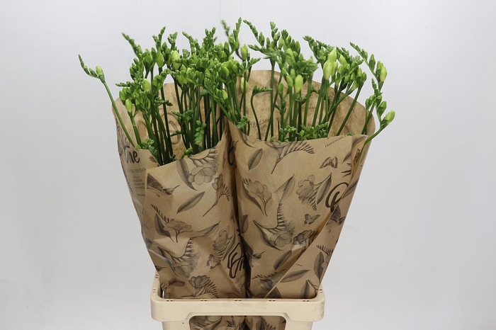 Freesia One Xxl White