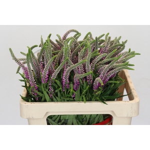 Veronica Skyler Pink