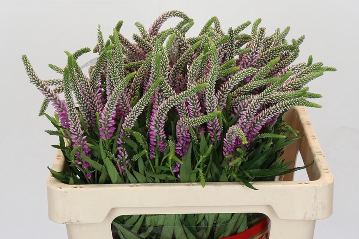 Veronica Skyler Pink