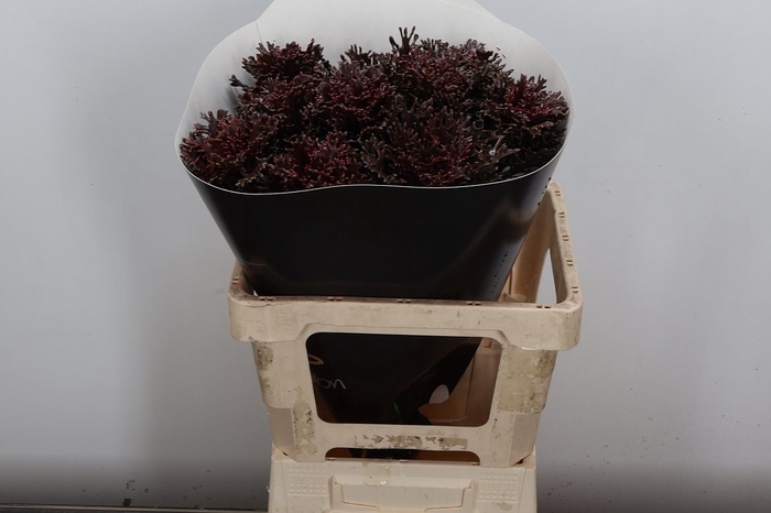 <h4>Brassica Wx (spider) Choco</h4>
