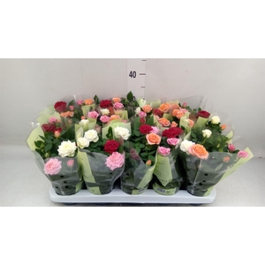 Rosa  'Kordana'   ...mix op pot