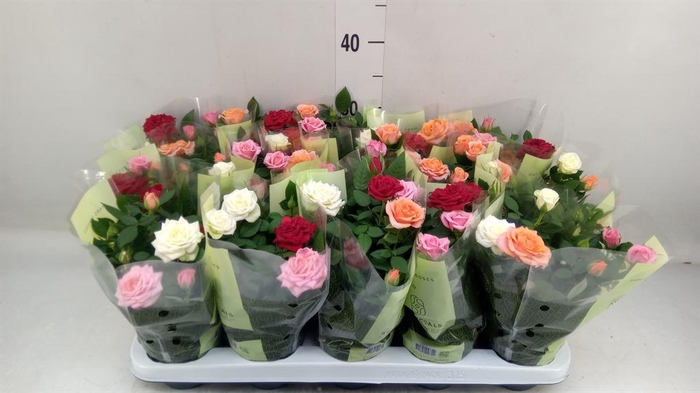 Rosa  'Kordana'   ...mix op pot