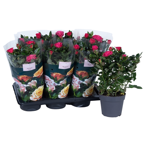 <h4>Nolina Roses Ø 17 cm Dark pink st. 1-2</h4>