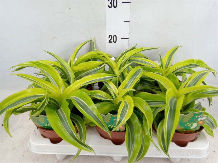 <h4>Dracaena frag. 'Lemon Surprise'</h4>