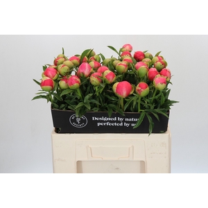 Paeonia Coral Sunset
