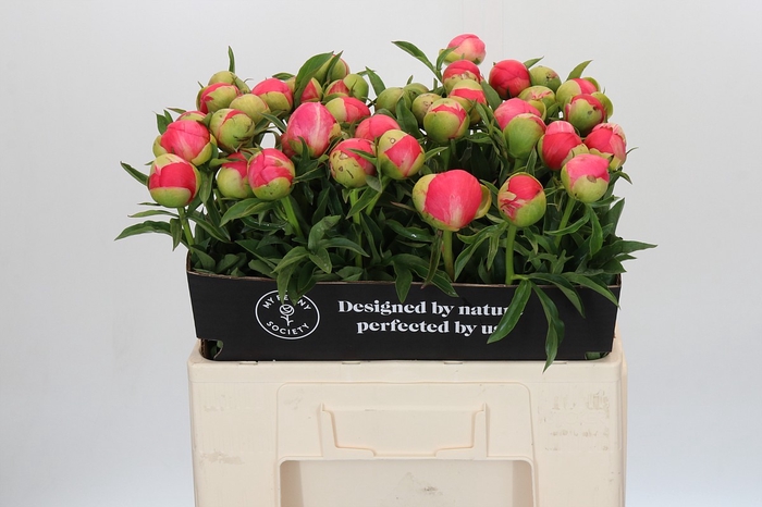 Paeonia Coral Sunset