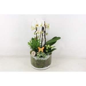 arr2 PL - Glas cilinder phal. wit