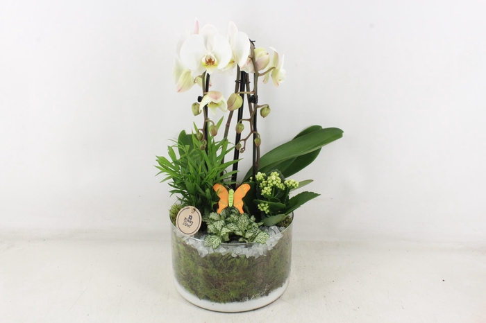 <h4>arr2 PL - Glas cilinder phal. wit</h4>