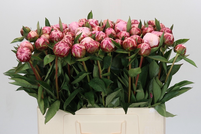 <h4>Paeonia Sarah Bernhardt</h4>