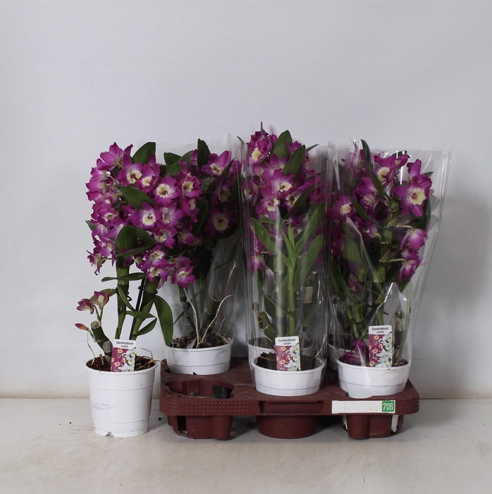 Dendrobium Nobile (Cites) 12Ø 45cm 2st 10fl