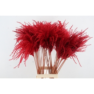 DF Miscanthus 90cm Red