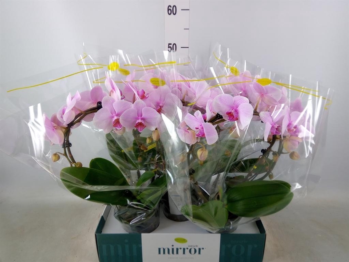 <h4>Phalaenopsis ...rose</h4>