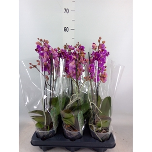Phalaenopsis multi. 'Ant Merida'