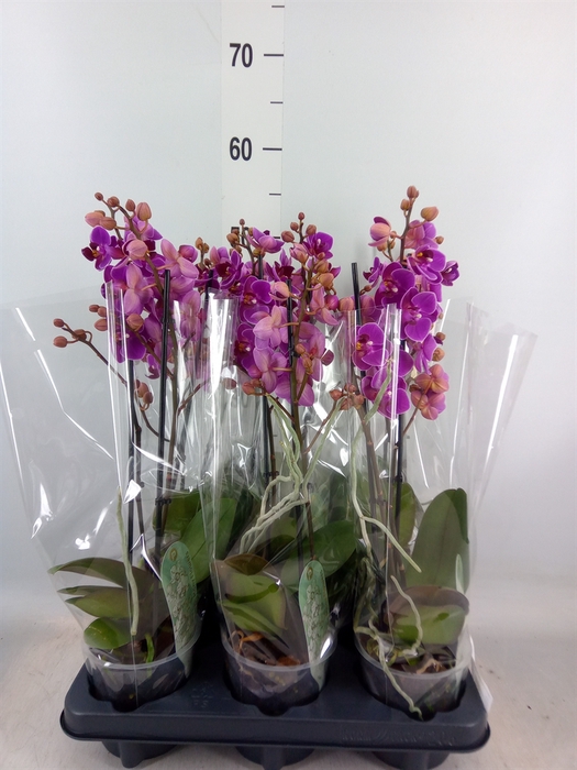 <h4>Phalaenopsis multi. 'Ant Merida'</h4>