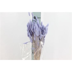 Dried Lagurus Bleached Lavender