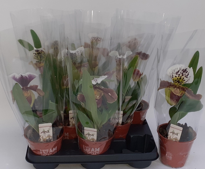 Paph Amerika Hyb Gem