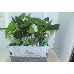 ANTHURIUM ALASKA P17