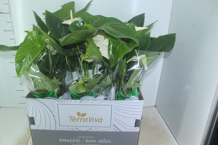 <h4>ANTHURIUM ALASKA P17</h4>