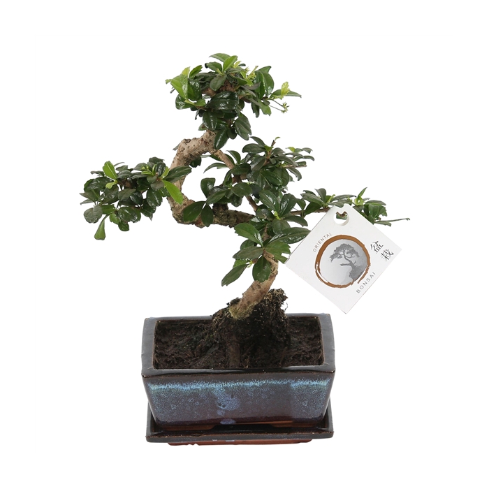 <h4>Bonsai 'Carmona macr.' in ø15cm Ceramic S-Shape with Saucer</h4>