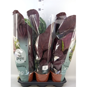 Calathea  'Medallion'