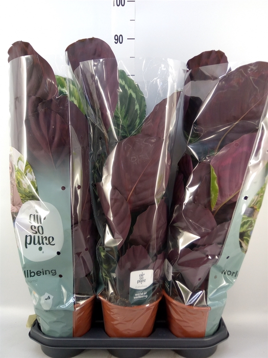 <h4>Calathea  'Medallion'</h4>