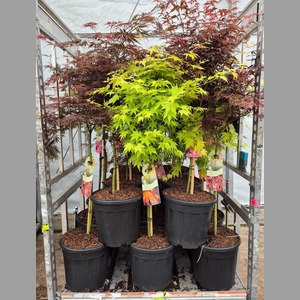 ACER PALMATUM