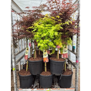 ACER PALMATUM
