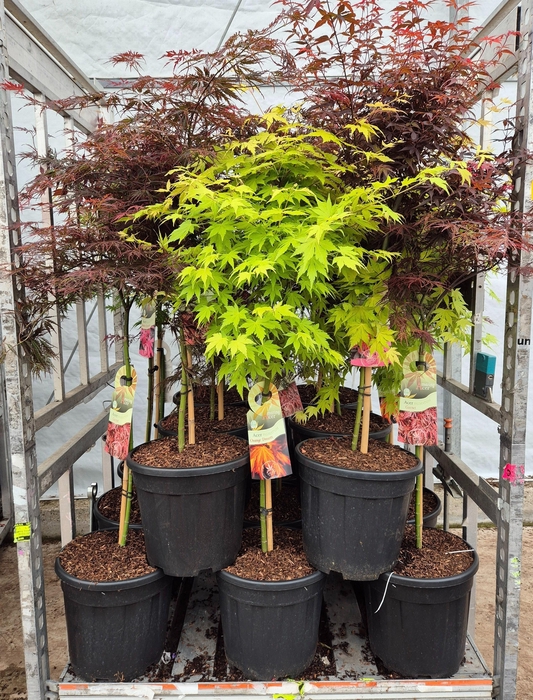 <h4>ACER PALMATUM</h4>