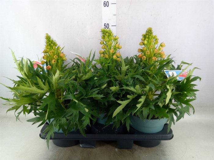 <h4>Delphinium 'Red Lark'</h4>