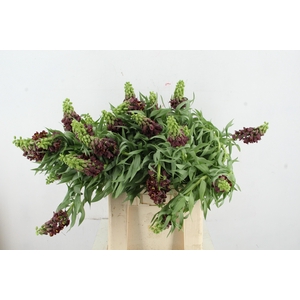 FRIT PERSICA ARTISTIEK