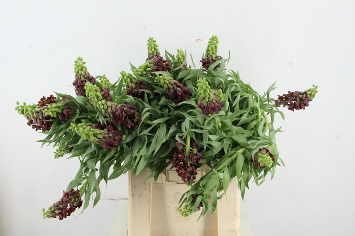 FRIT PERSICA ARTISTIEK