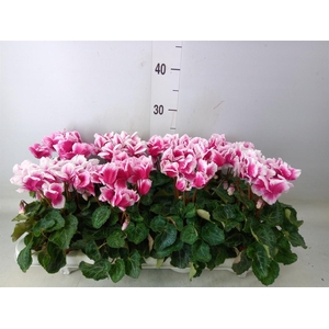 Cyclamen MD 'Premium Abanico'
