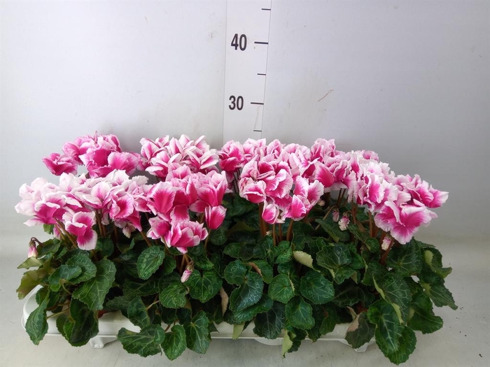 <h4>Cyclamen MD 'Premium Abanico'</h4>