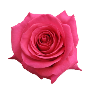 R Gr Pink Floyd! Hot Pink 50cm EC